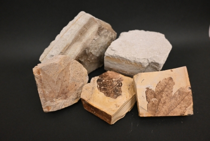 【ハチラボ講座】化石発掘にチャレンジ!