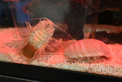 【ハチラボ】特別展関連イベント「オオグソクムシと駿河湾のおはなし」